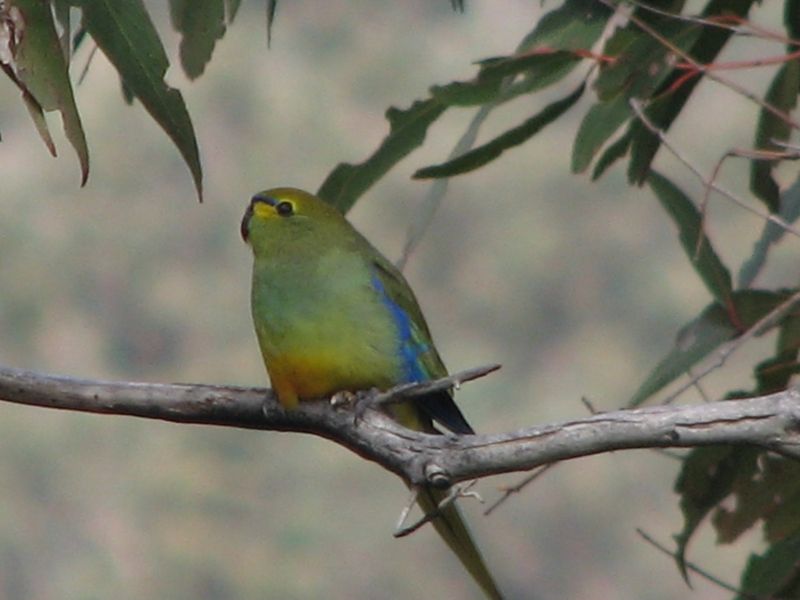 File:Neophema chrysostoma -Anglesea Heath -Victoria-6.jpg