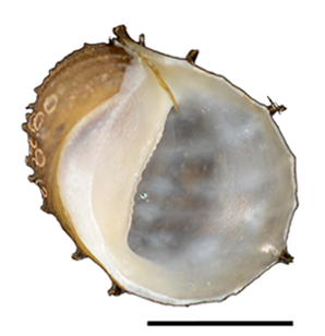 File:Neritina juttingae shell.png