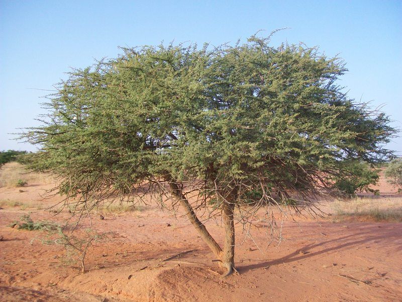 File:Ngol gi (Acacia ehrenbergiana).jpg