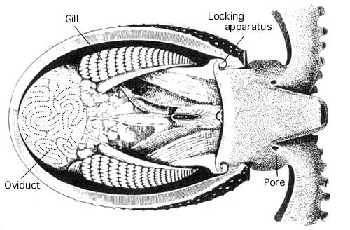 File:Ocythoe tuberculata viscera.jpg