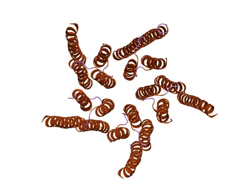 File:PDB 1oed EBI.jpg