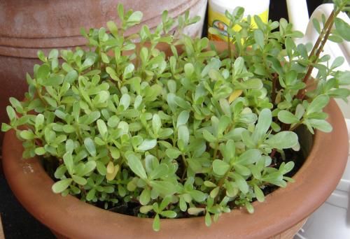 File:Portulaca sativa 01.jpg