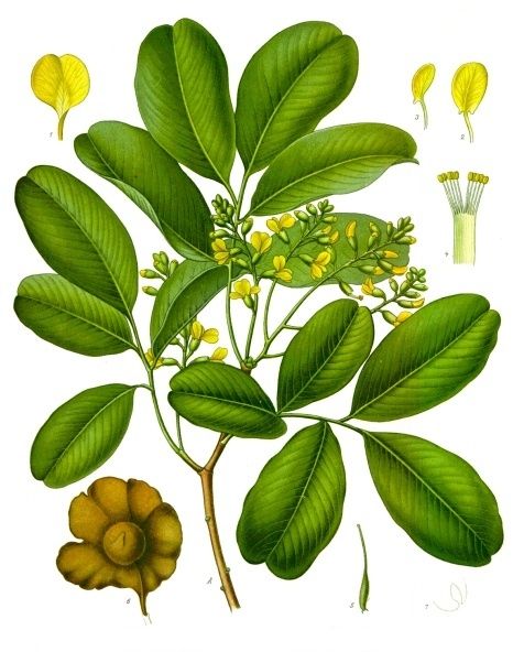 File:Pterocarpus marsupium - Köhler–s Medizinal-Pflanzen-252.jpg