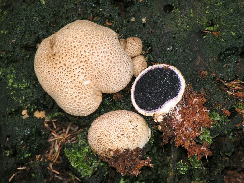 File:Scleroderma citrinum.jpg