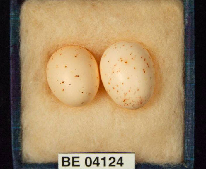 File:Specimen 04124. P keartlandi eggs.png