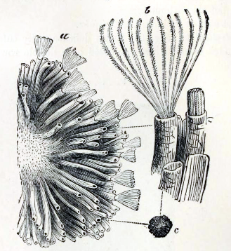 File:Tubulipora flabellaris 001.png