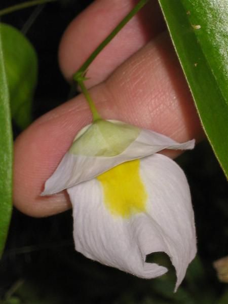 File:Utricularia endresii.jpg