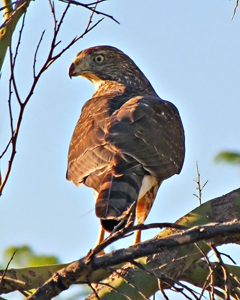 File:Accipiter cooperii Bonaparte.jpg