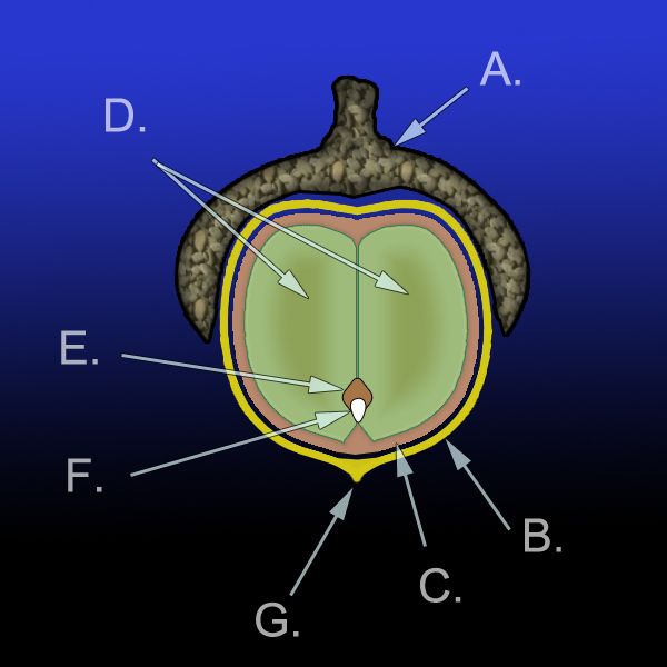 File:Acorn diagram.jpg