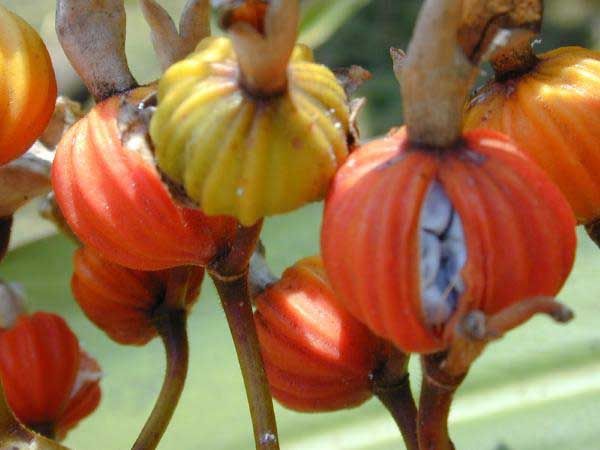 File:Alpinia zerumbet pods.jpg