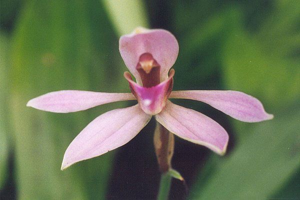 File:Ancistrochilus.jpg