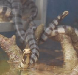 File:Banded sea krait @ Green connection sm.JPG