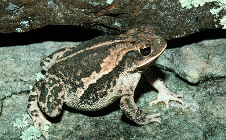 File:Bufo nebulifer.jpg