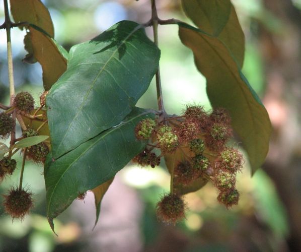 File:Choricarpia leptopetala.jpg