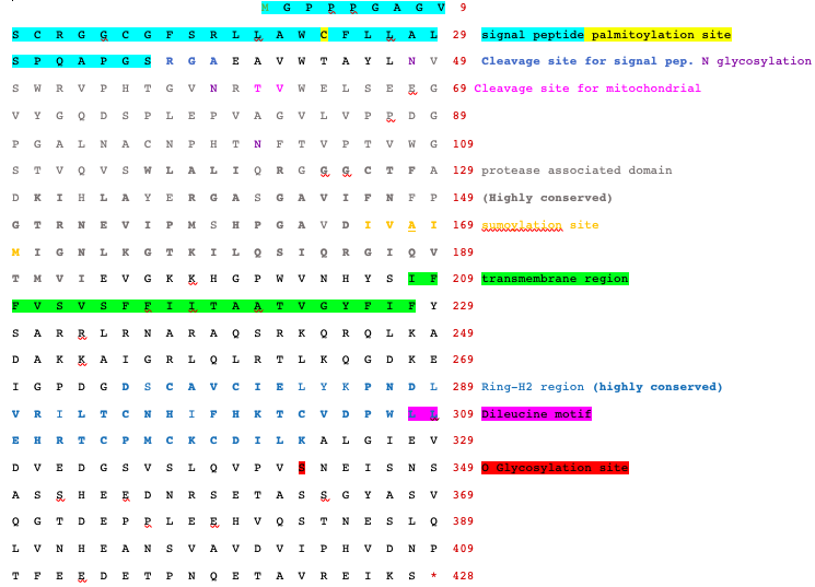 File:Conceptual Translation RNF128 Protein.png