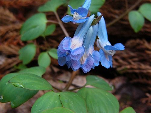 File:Corydalis ambigua.jpg