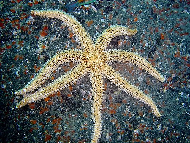 File:Coscinasterias tenuispina, Tenerife.jpg