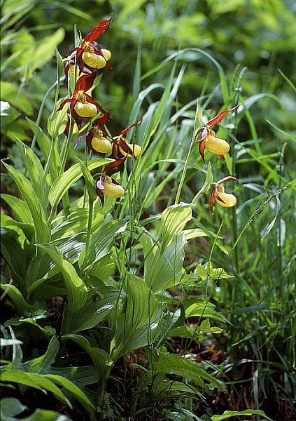 File:Cypripedium calceolus wiki mg-k01.jpg