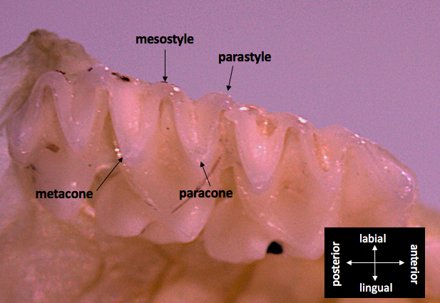 File:Dilambdodont teeth pattern (microbat).png