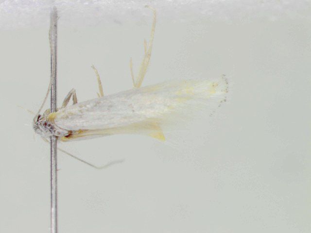 File:Elachista nevadensis.jpg