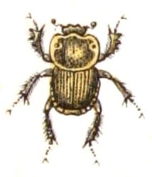 File:Euoniticellus.fulvus.-.calwer.21.12.jpg