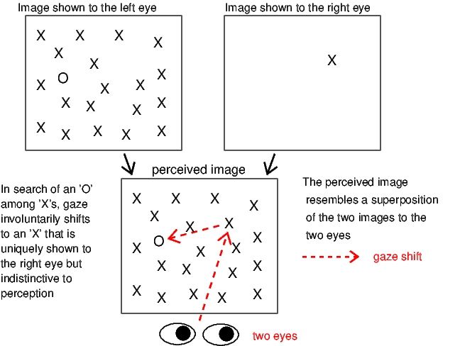 File:Gaze ShiftByOcularSingleton wiki HigherResolution.jpg