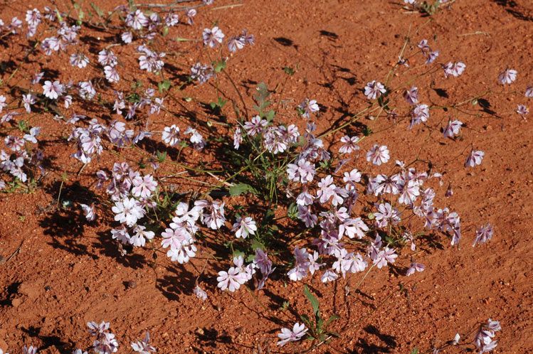 File:Goodenia rosea habit.jpg