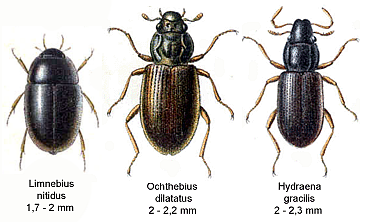 File:Hydraenidae2.png