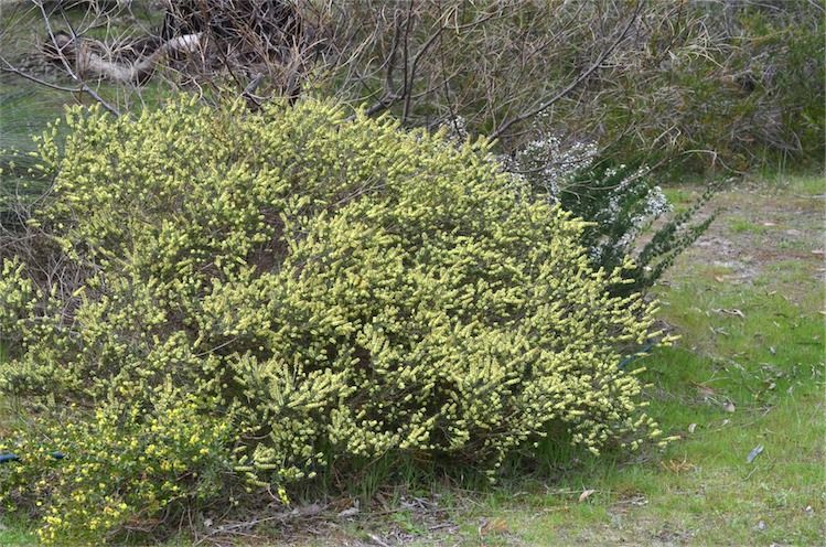 File:Hypocalymma linifolium habit.jpg