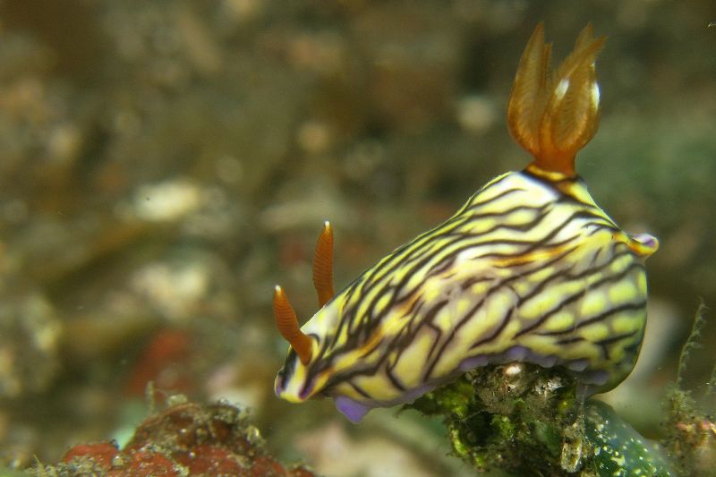 File:Hypselodoris nigrostriata.jpg