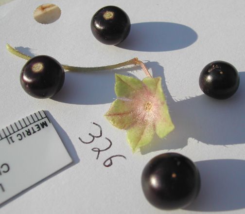 File:Jaltomata confinis Fruits.jpg