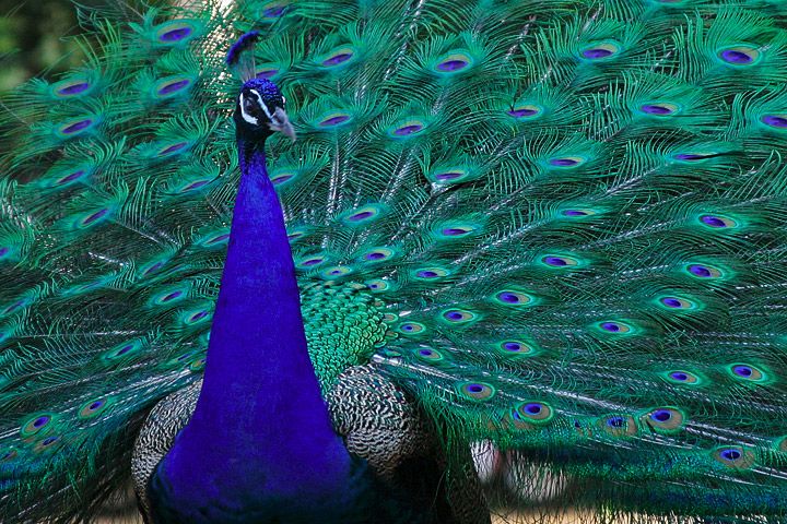 File:Lightmatter peacock.jpg