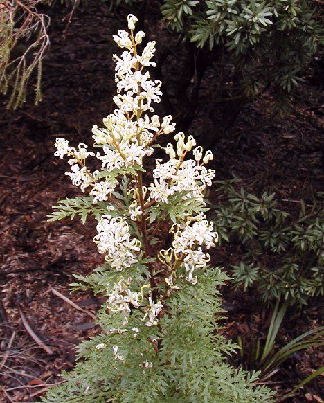 File:Lomatia silaifolia email.jpg