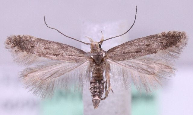 File:Monochroa tetragonella.jpg