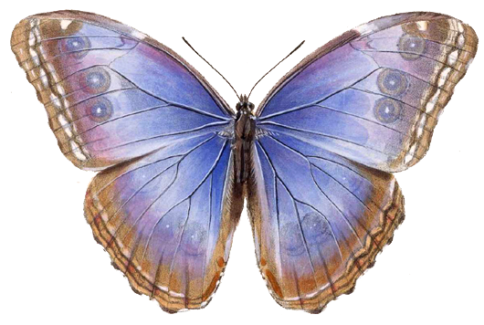 File:Morpho helenor octavia - BCA.png