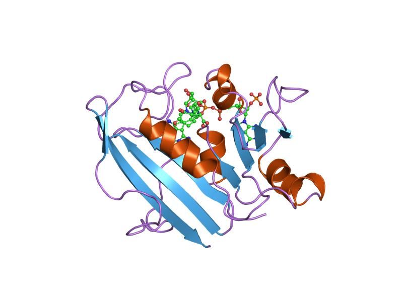 File:PDB 1hfr EBI.jpg