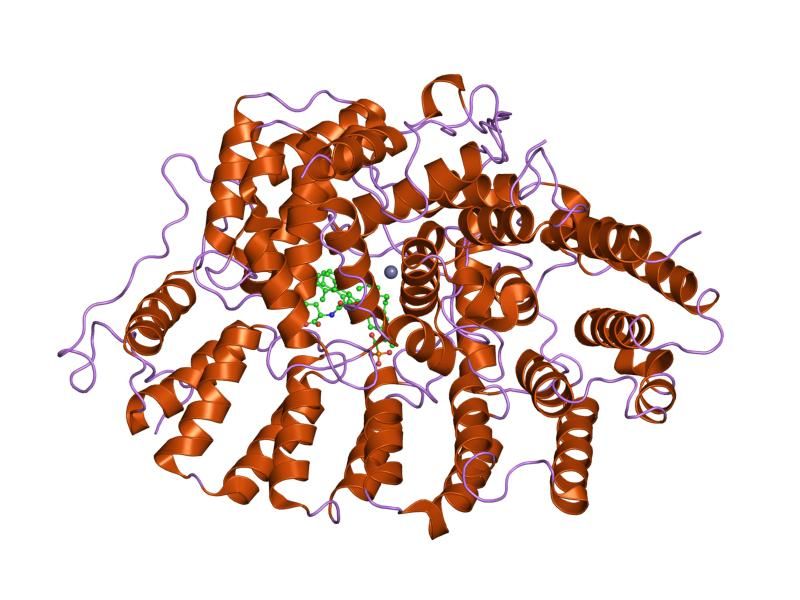 File:PDB 1n94 EBI.jpg