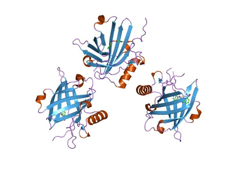 File:PDB 1x71 EBI.jpg