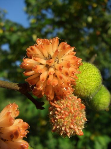 File:Papiermaulbeerbaum blickwinkel.jpg