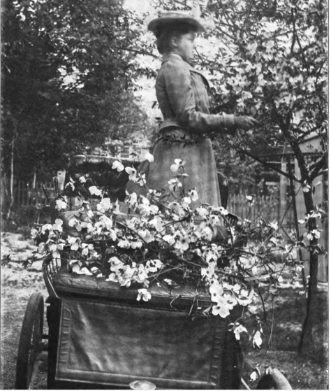 File:Phebe-westcott-humphreys-June-1903-Floral-Life.png