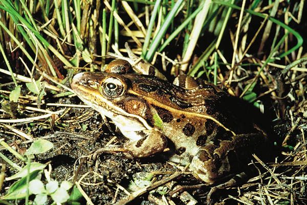 File:Rana pipiens.jpg