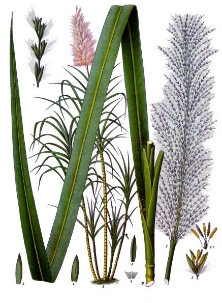 File:Saccharum officinarum - Köhler–s Medizinal-Pflanzen-125.jpg