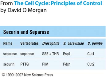 File:Securin-separase conserved.png