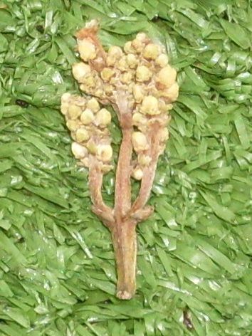 File:Symplocos stawellii panicle.JPG