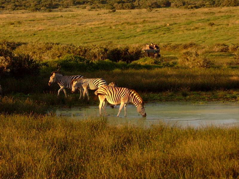 File:Zebras, Shamwari Game Reserve, South Africa.jpg