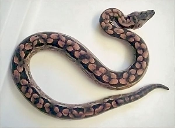 File:Acrantophis dumerili.jpg