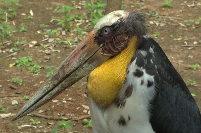 File:Adjutant Stork.jpg