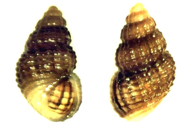 File:Alvania mediolittoralis 001.jpg