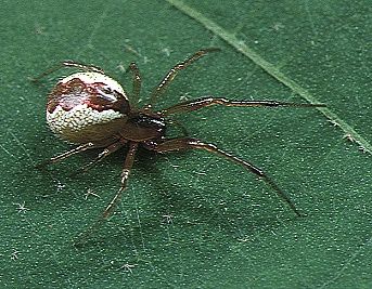 File:Anelosimus.crassipes.female.-.tanikawa.jpg