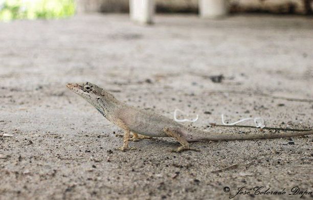 File:Anolis sericeus 2050384.jpg